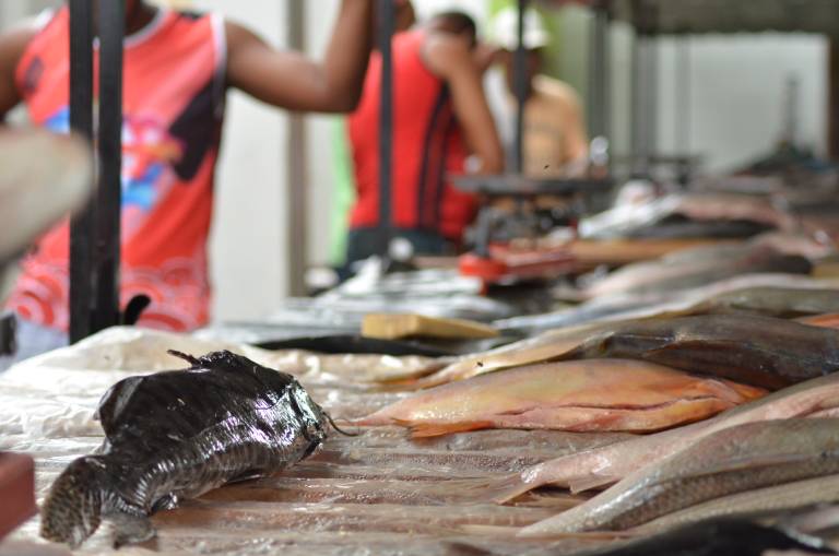 Nos Mercados Municipais de Bom Jesus da Lapa você sempre encontra peixe