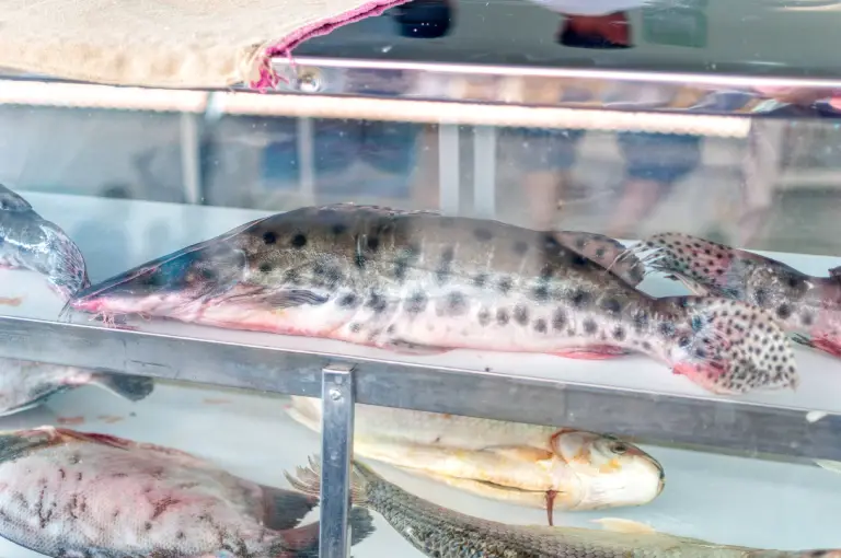 Fotos do Mercado do Peixe em Bom Jesus da Lapa