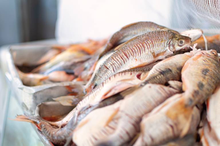 O Rio São Francisco e sua influência no Mercado do Peixe